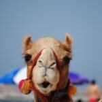 dubai, emirates, camel-2042784.jpg